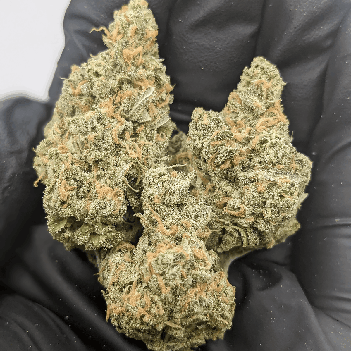 Blue Dream - Indoor THCa Flower